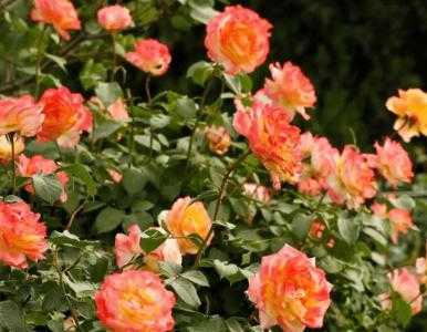 深圳适合种什么鲜花