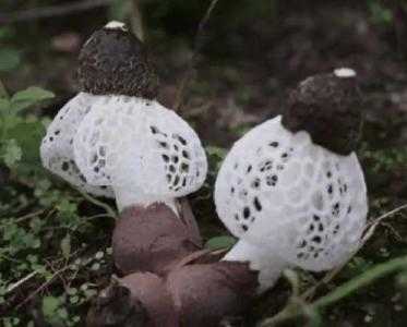 贵州适合种什么菌种