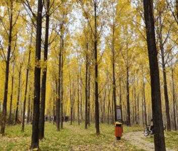 杨树适合种什么土地