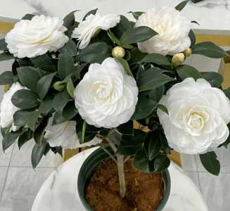 岳阳适合种什么茶花