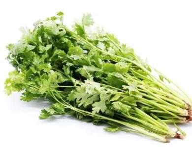 西北适合种什么青菜