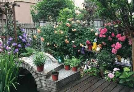 花园中间适合种什么