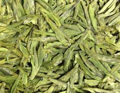 浙南适合种什么茶树