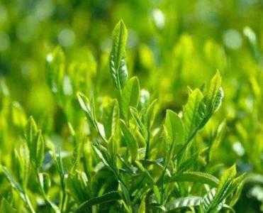贵州山上适合种什么