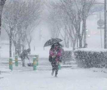 大雪适合种什么树呢