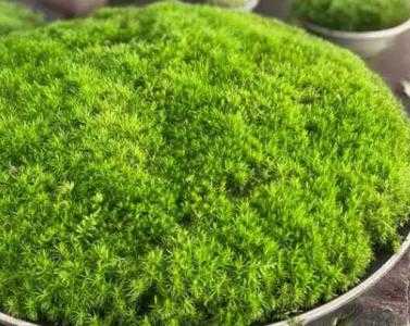 苔藓适合种什么盆