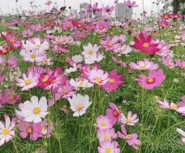 家中适合种什么菊花