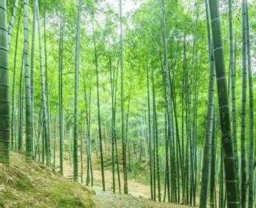 前院适合种什么桩头