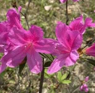 麻栗坡适合种什么花