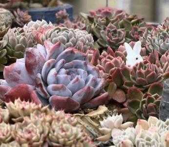 瓷砖适合种什么植物