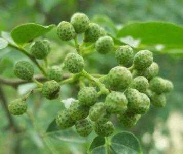 天水适合种什么花椒