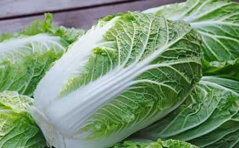 什么白菜适合夏天种