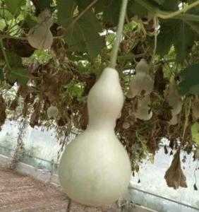盆栽适合种什么葫芦