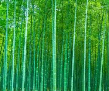 吉安适合种什么