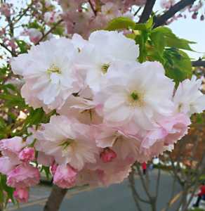 湖北适合种什么风景树