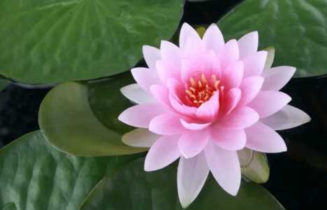 阳台鱼池适合种什么