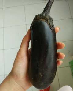 春季适合种什么茄种