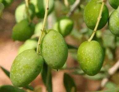 橄榄什么季节适合种