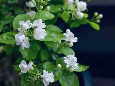 农村适合种什么花