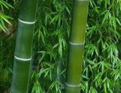 川南适合种什么