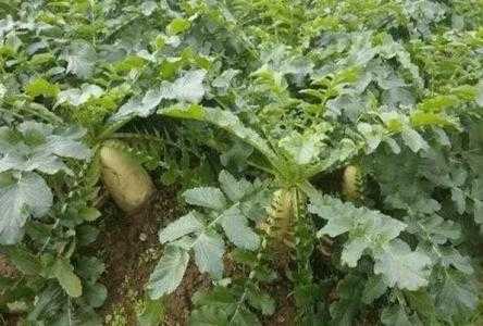青岛气候适合种什么