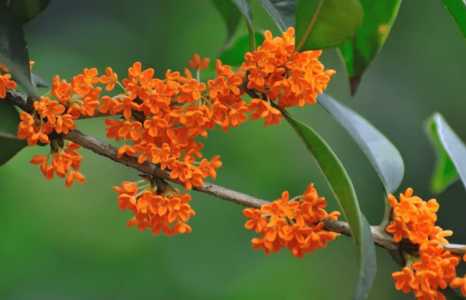 什么季节适合种桂花
