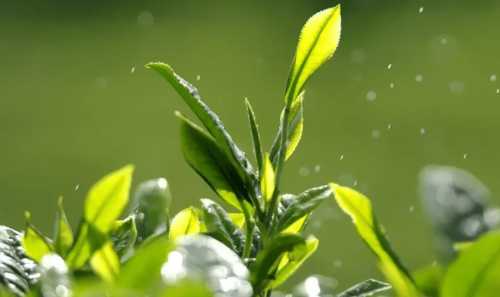 仁怀适合种什么茶树