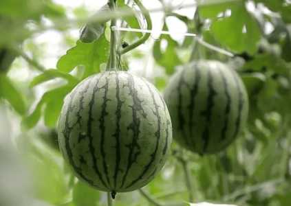 夏天适合种什么土地
