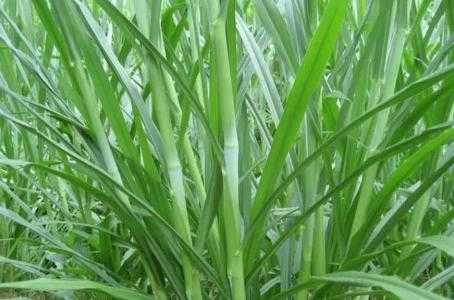 磷肥适合种什么牧草