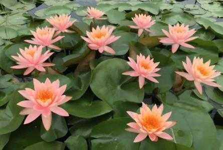 鱼池适合种什么植物