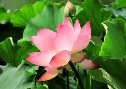 修水适合种什么花草