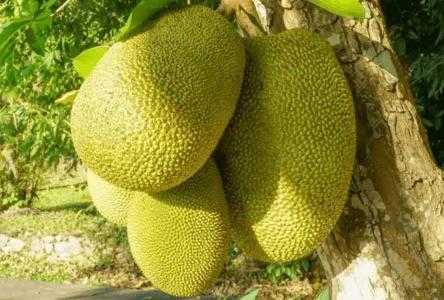 东莞适合种什么水果