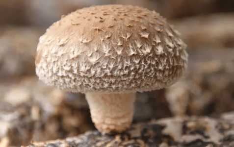 竹林处适合种什么