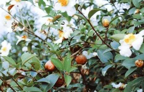 远适合种什么油茶