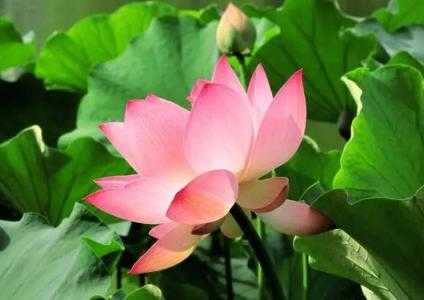 揭阳适合种什么莲花