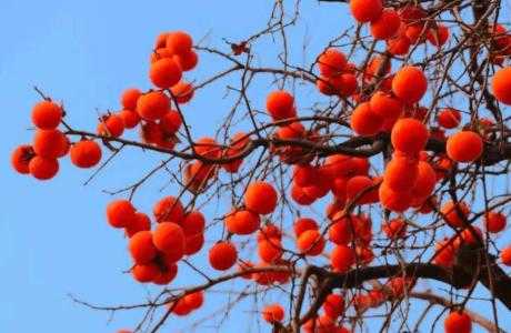 肇庆适合种什么柿子