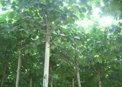 盱眙适合种什么树木