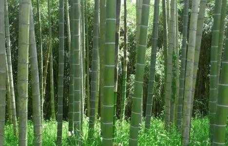 无棣适合种什么竹子