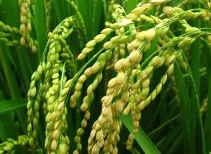 新场适合种什么