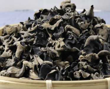 南方适合种什么木耳