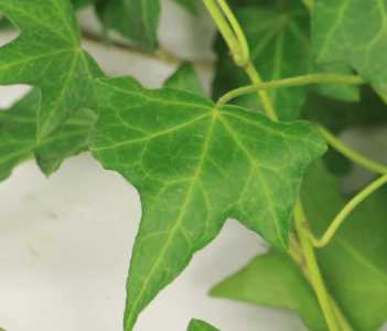 墙边适合种什么植物
