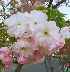 什么气候适合种樱花