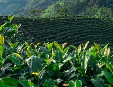 广西钦州适合种什么茶