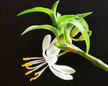 窗户适合种什么花呢