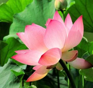 北方池塘适合种什么花草