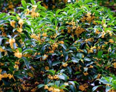 房屋背面适合种什么花树
