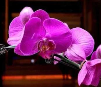 冬天暖棚适合种什么花呢
