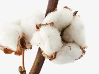 鲁西南适合种什么棉花
