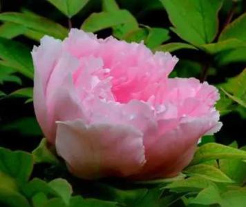 3月适合种什么鲜花
