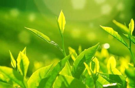 下雨了适合种什么茶叶